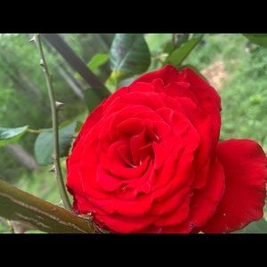 Meet your Posher, Mckenzie